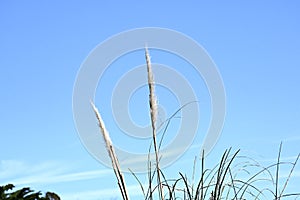 Pompas grass Cortaderia selloana   1
