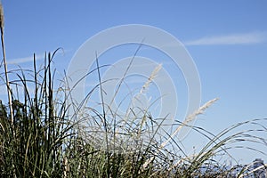 Pompas grass Cortaderia selloana   2