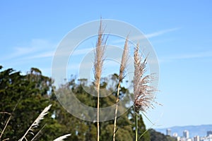 Pompas grass Cortaderia selloana   3