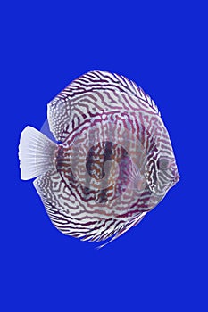 Pompidou Fish