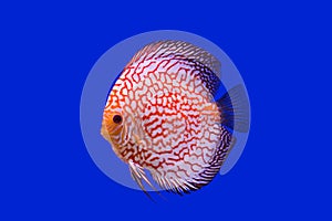 Pompadour fish