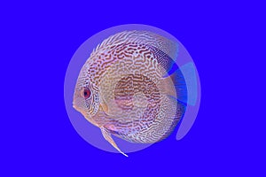 Pompadour fish series