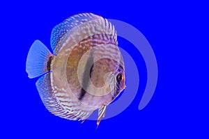 Pompadour fish series