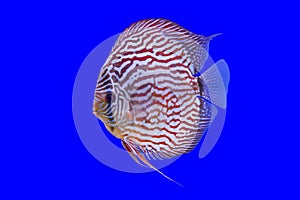Pompadour fish series photo