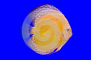 Pompadour fish on blue background