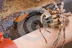 Pompilidae wasp with it`s Rain Spider   Palystes superciliosus prey