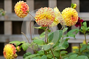 Pompom Dahlia flowers in yellow color blooming in the garden