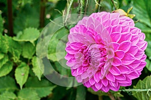 Pompom Dahlia