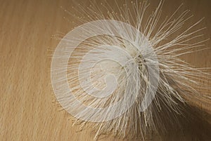 Pompom-shaped flower