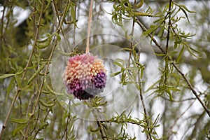 Pompom in tree signifies hope in the time of coronavirus