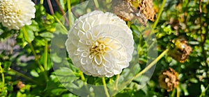 Pompon or ball Dahlias Beautiful decorative dahlia flower with magnificent blunt petals slightly rounded at their tips