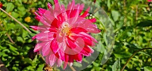 Pompon or ball Dahlias Beautiful decorative dahlia flower with magnificent blunt petals slightly rounded at their tips