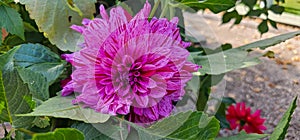 Pompon or ball Dahlias Beautiful decorative dahlia flower with magnificent blunt petals slightly rounded at their tips