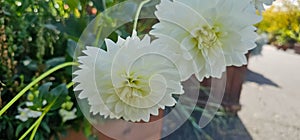 Pompon or ball Dahlias Beautiful decorative dahlia flower with magnificent blunt petals slightly rounded at their tips