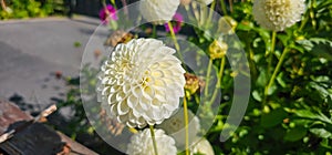 Pompon or ball Dahlias Beautiful decorative dahlia flower with magnificent blunt petals slightly rounded at their tips