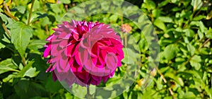 Pompon or ball Dahlias Beautiful decorative dahlia flower with magnificent blunt petals slightly rounded at their tips