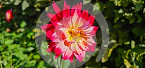 Pompon or ball Dahlias Beautiful decorative dahlia flower with magnificent blunt petals slightly rounded at their tips