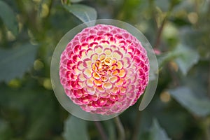 Pompon Dahlia blossom Pink and yellow color