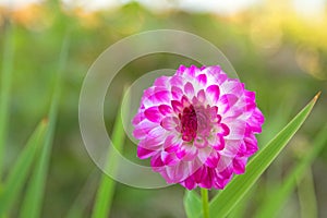 Pompon Dahlia flowers in white color marked with reddish purple