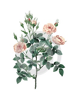Pompon rose Redoute Flower Illustration