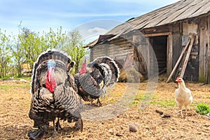 Pompous blown turkeys on chicken coop