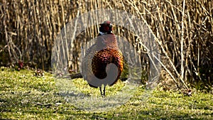 Pompous pheasant.