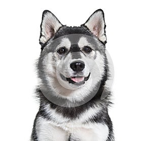 Pomsky dog portrait against white background