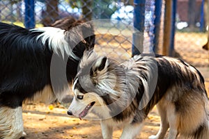 Pomsky playing with a Shetland Shepherd in a park