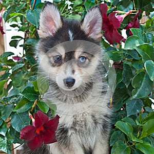 Pomsky Puppy