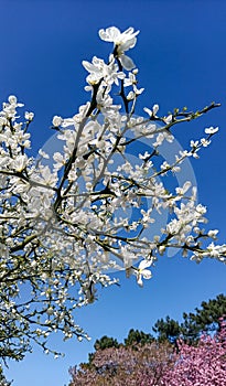 Poncirus trifoliata - Evergreen poncirus bush blooming with white flowers on the background of the blue sky with clouds photo