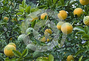 Poncirus Trifoliata Fruit Tree