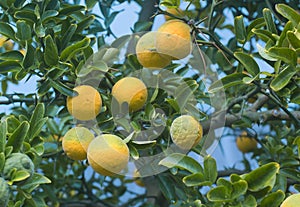 Poncirus Trifoliata Fruit Tree