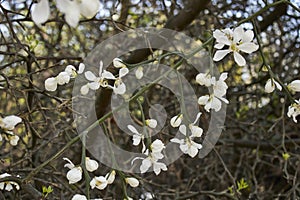 Poncirus trifoliata shrub in bloom