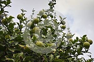 Poncirus trifoliata shrub with fruit