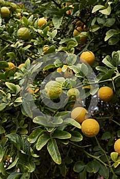 Poncirus trifoliata shrub with fruit