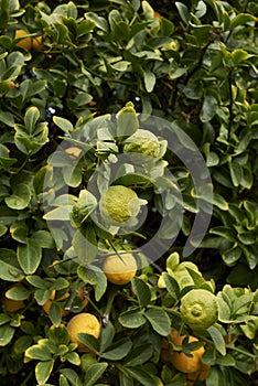 Poncirus trifoliata shrub with fruit