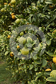 Poncirus trifoliata shrub with fruit