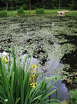 A pond