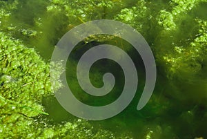 Pond algae