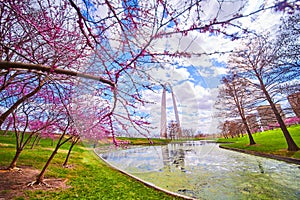 Pond with algae surrounded by cherry tree with Gateway Arch of St. Louis in distance