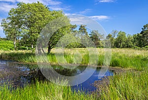 Pond at Arne in the Dorset Countryside