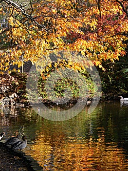 A pond in autumn