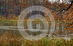 pond in autumn, quiet water, cozy place, good weather, orange leaves