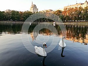 Pond in the big city. Swans at Patriarch`s ponds in Moscow