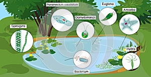 Pond biotope with microscopic unicellular organisms: protozoa Paramecium caudatum, Amoeba proteus,