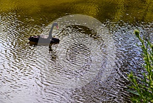 On the pond a black swan floats on a ripple