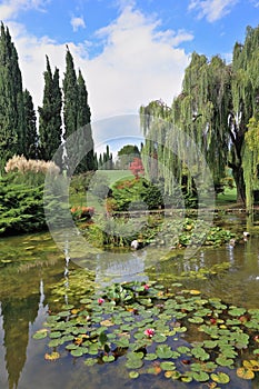 A pond with blossoming lilies