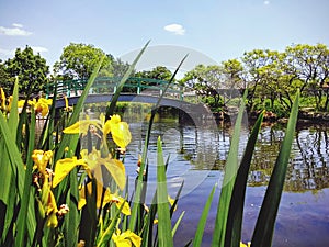 Pond and bridge