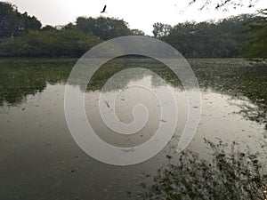 Pond the calm, stable the cool water photo