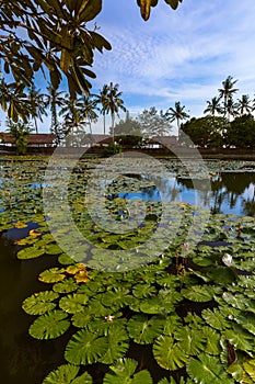 Pond in Candidasa - Bali Island Indonesia photo